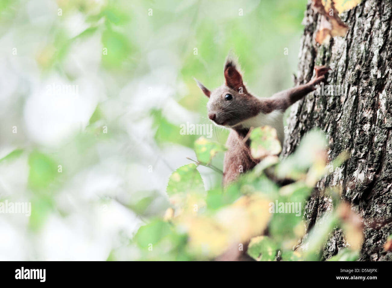 Gros plan sur l'écureuil chêne automne Banque D'Images