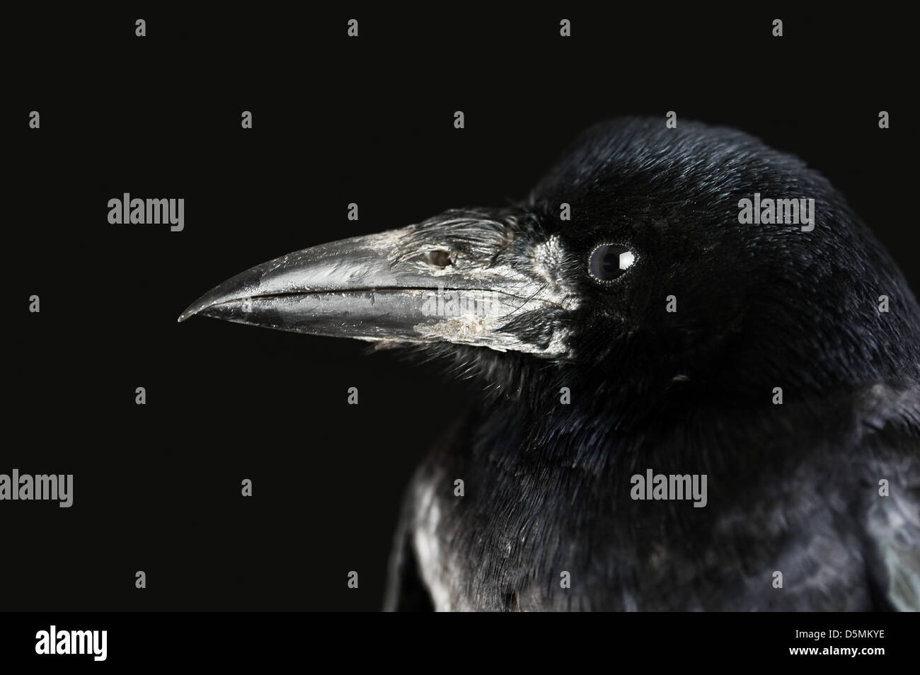 Black crow close up portrait Banque D'Images