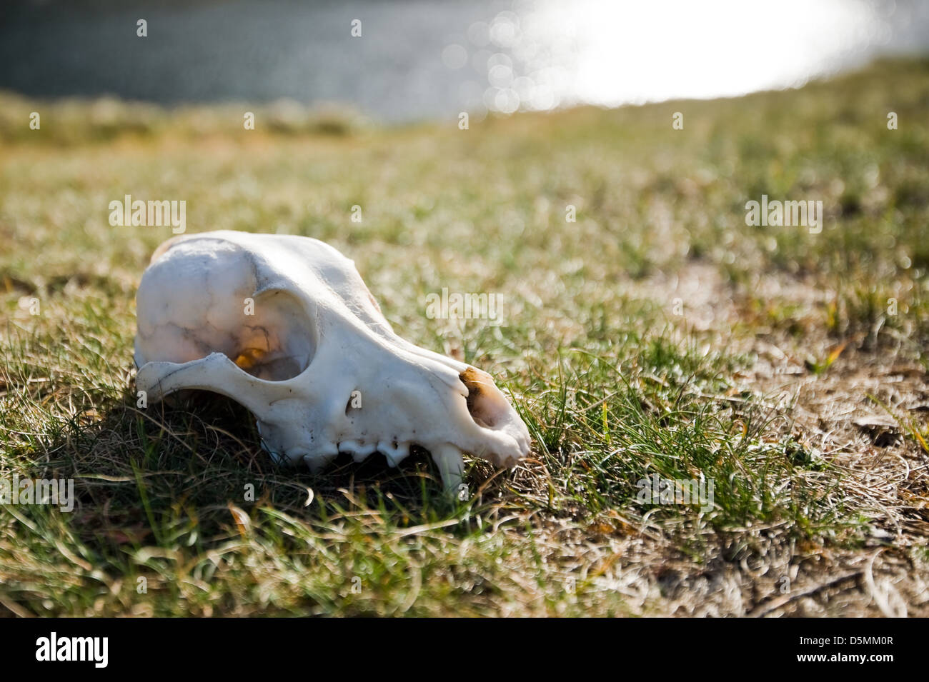 Crâne de loup sur l'herbe près du lac Banque D'Images
