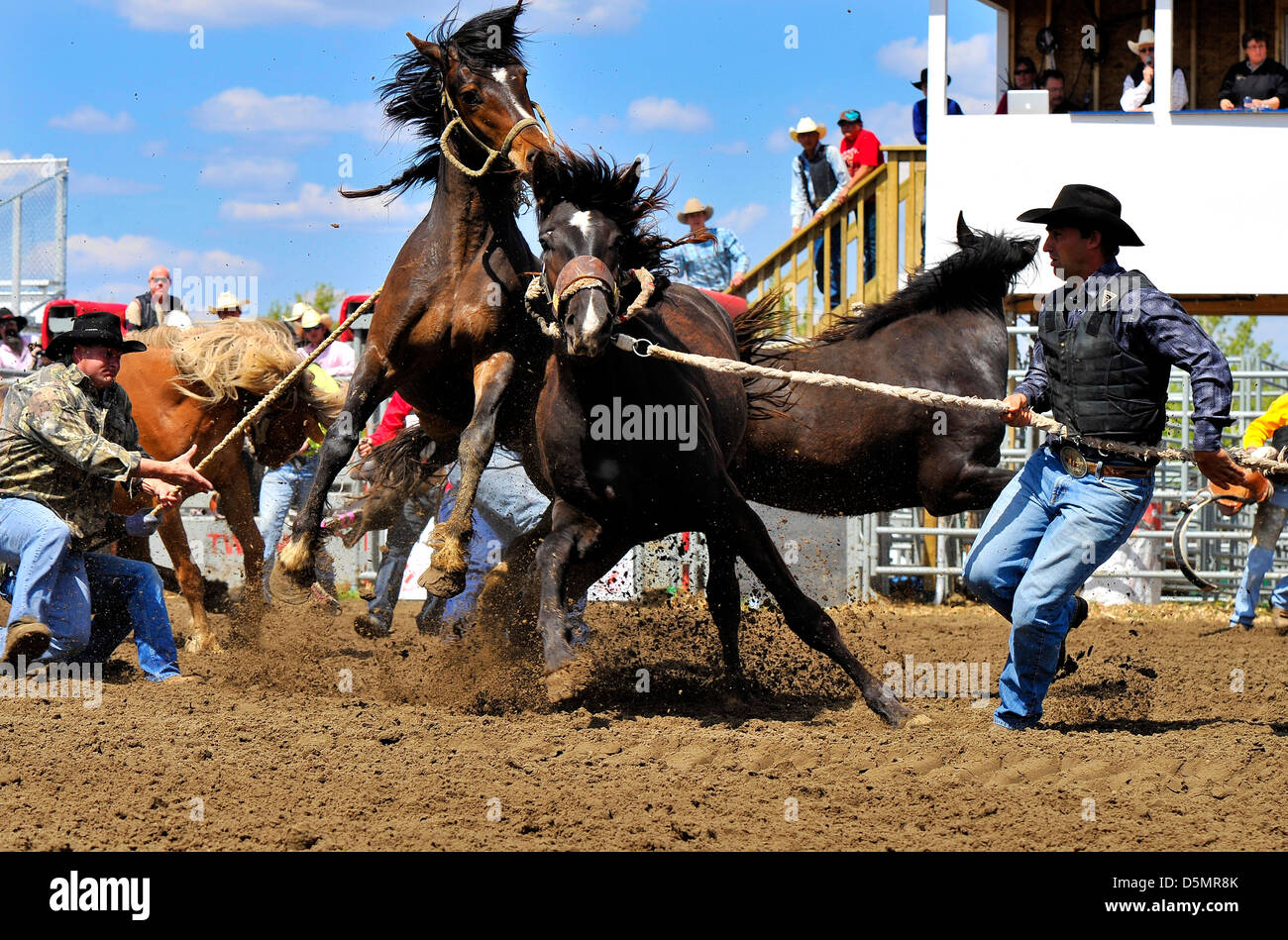 Course de chevaux sauvages,rodeo événement. Banque D'Images