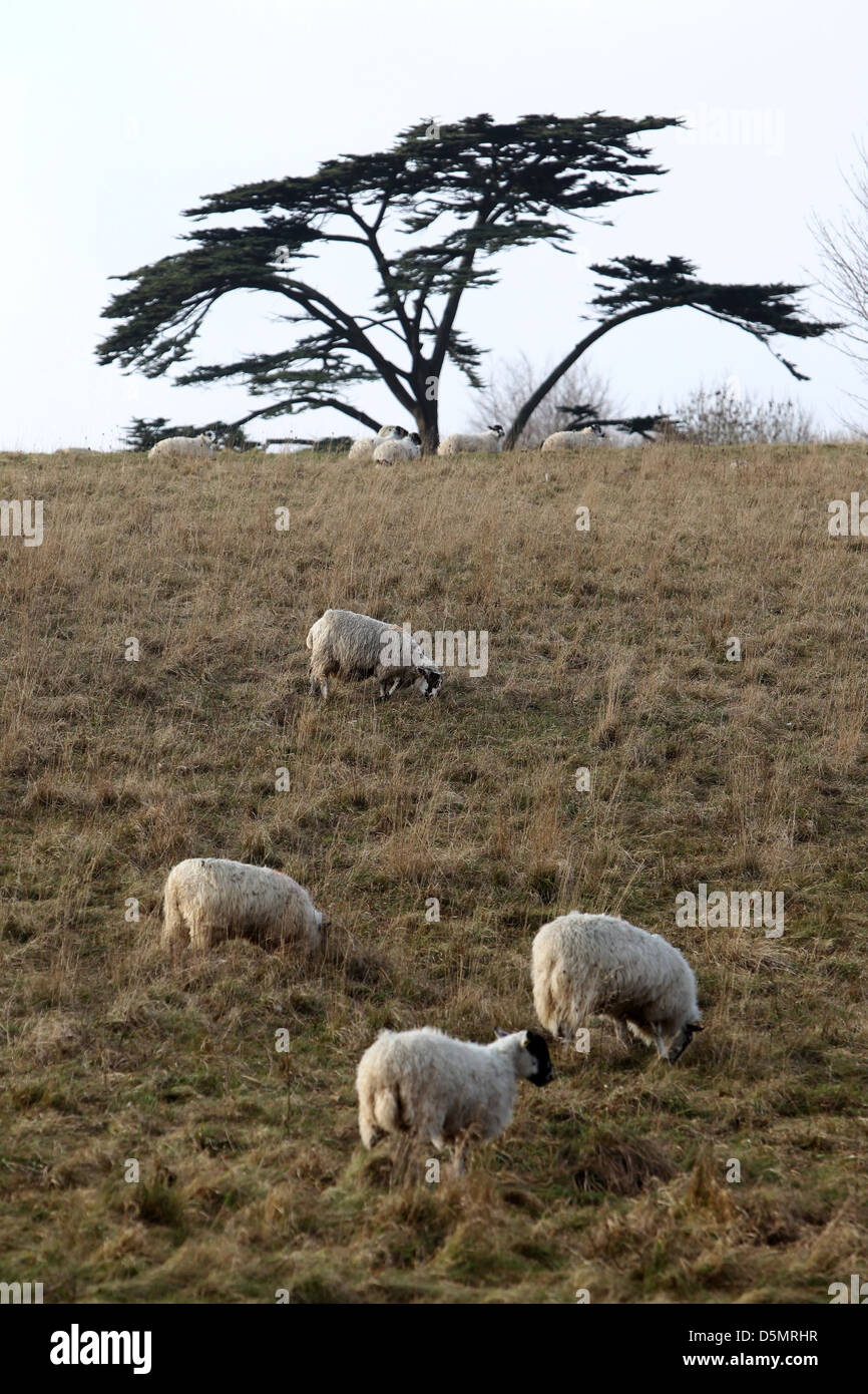 Des moutons paissant dans Stanmer Park, Brighton, East Sussex, UK. Banque D'Images