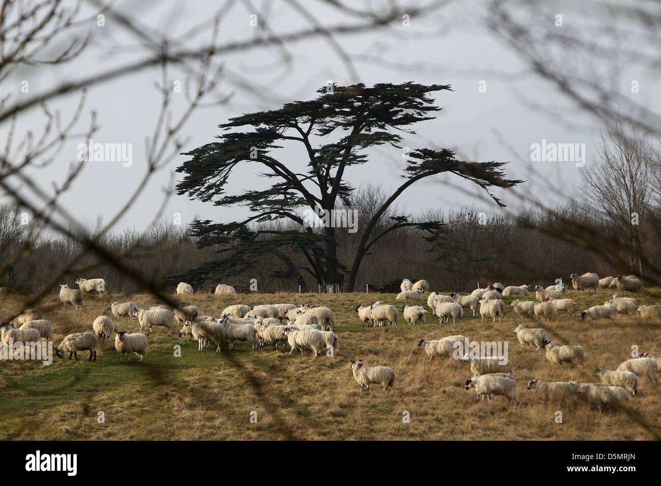 Des moutons paissant dans Stanmer Park, Brighton, East Sussex, UK. Banque D'Images