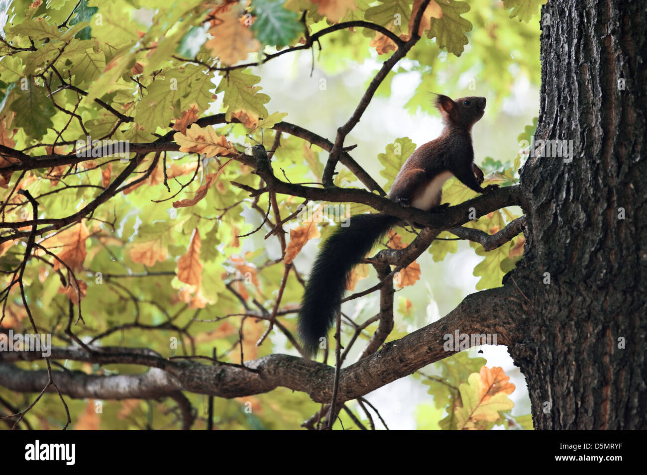 Gros plan sur l'écureuil chêne automne Banque D'Images