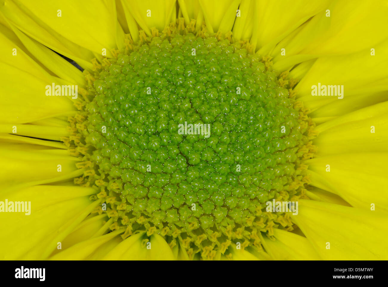 Close up photo d'une fleur jaune avec un centre vert Banque D'Images