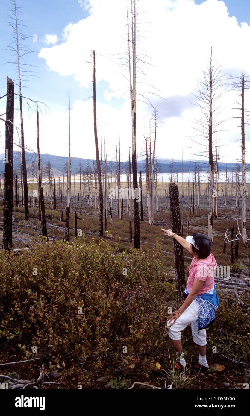 Spécialiste de la femme de dévastation des visites de la Forêt Nationale de Deschutes dans l'Oregon Banque D'Images