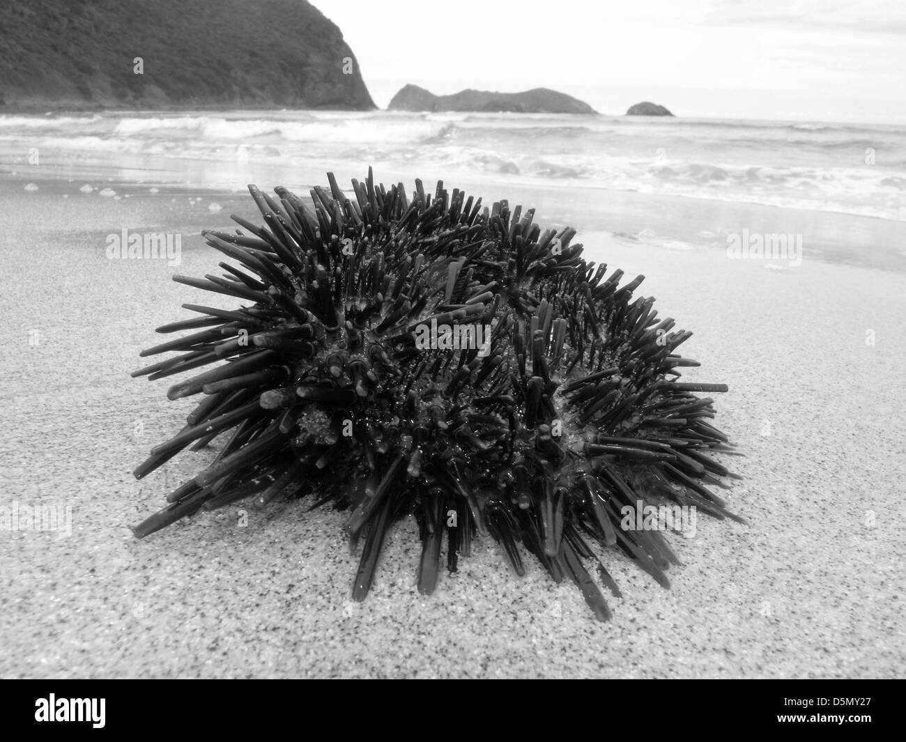 (Heliocidaris erythrogramma oursin) échoués sur la plage de Ned orageux, Lord Howe Island, Australie Banque D'Images