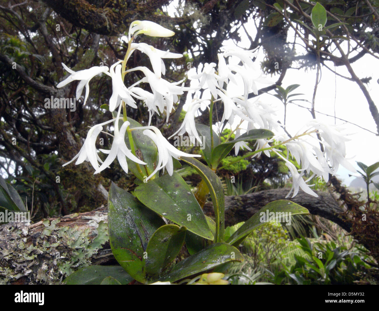 Dendrobium moorei, une orchidée endémique de la forêt de nuage sur les montagnes de l'île Lord Howe, de l'Australie Banque D'Images