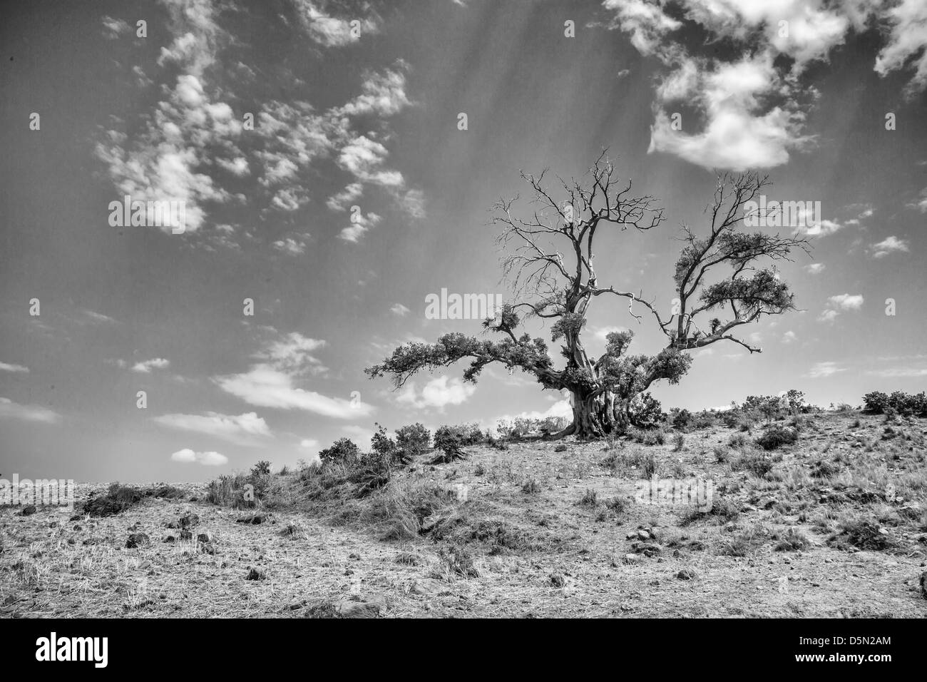 Seul survivant d'un arbre, qui a perdu la moitié de ses feuilles, situé dans une des zones arides Banque D'Images