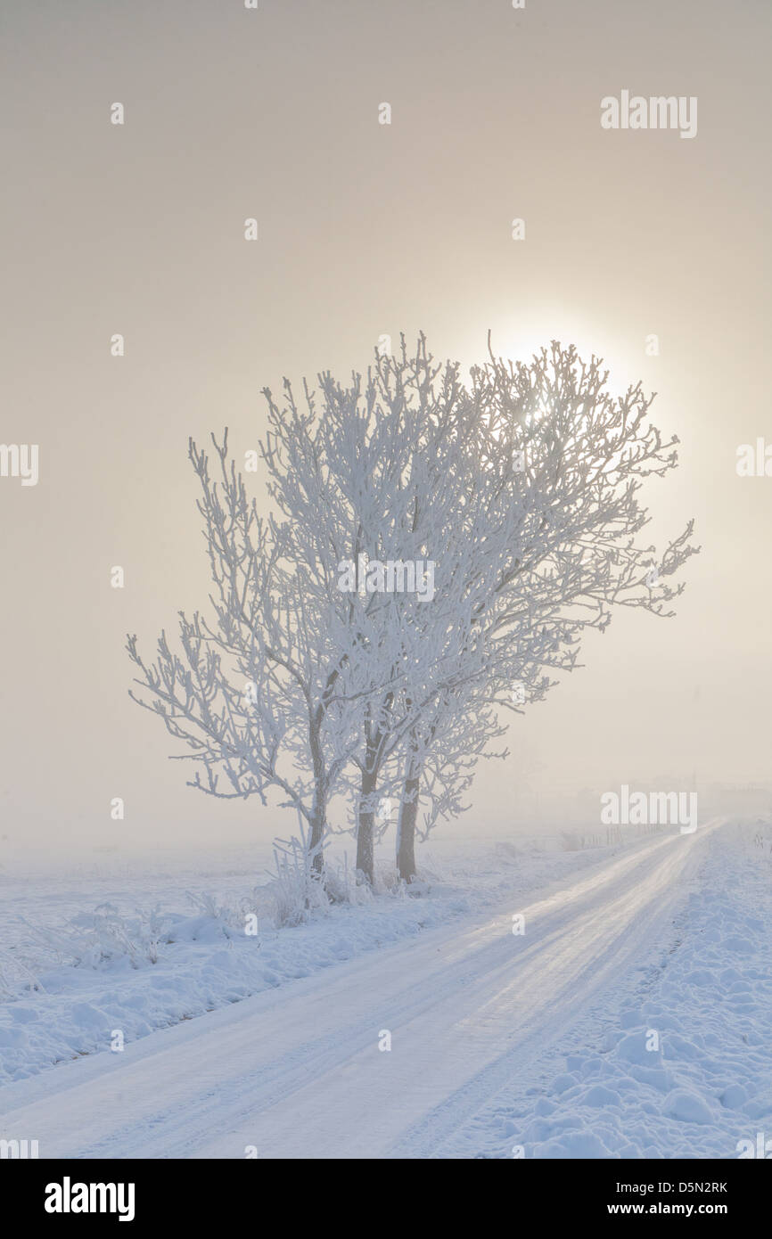 Paysage d'hiver avec neige arbres enveloppés par la route au sol et misty lever du soleil Banque D'Images