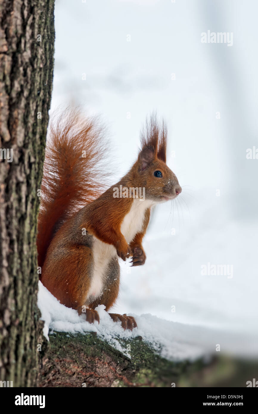 Arbre généalogique sur écureuil close up Banque D'Images