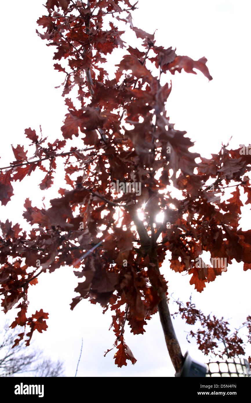 Soleil qui brille à travers les feuilles d'automne brun sec Banque D'Images
