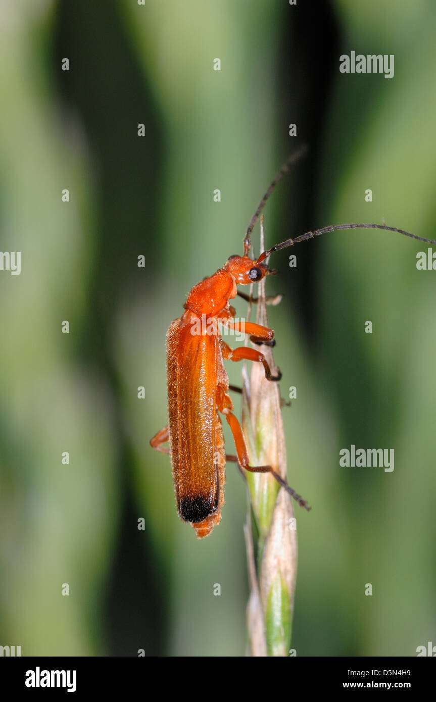 Soldat rouge commun beetle (Rhagonycha fulva) close up, sur grastip, Haute Savoie, France. Banque D'Images