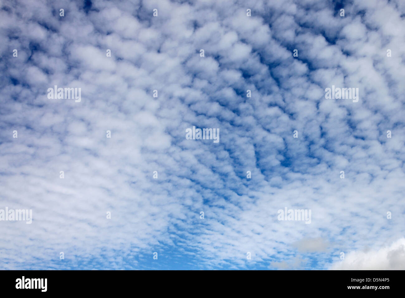 Le maquereau la formation de nuages élevés dans un ciel bleu Banque D'Images