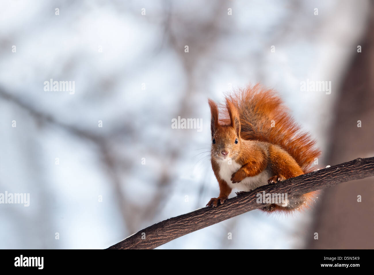 Squirrel on twig close up Banque D'Images