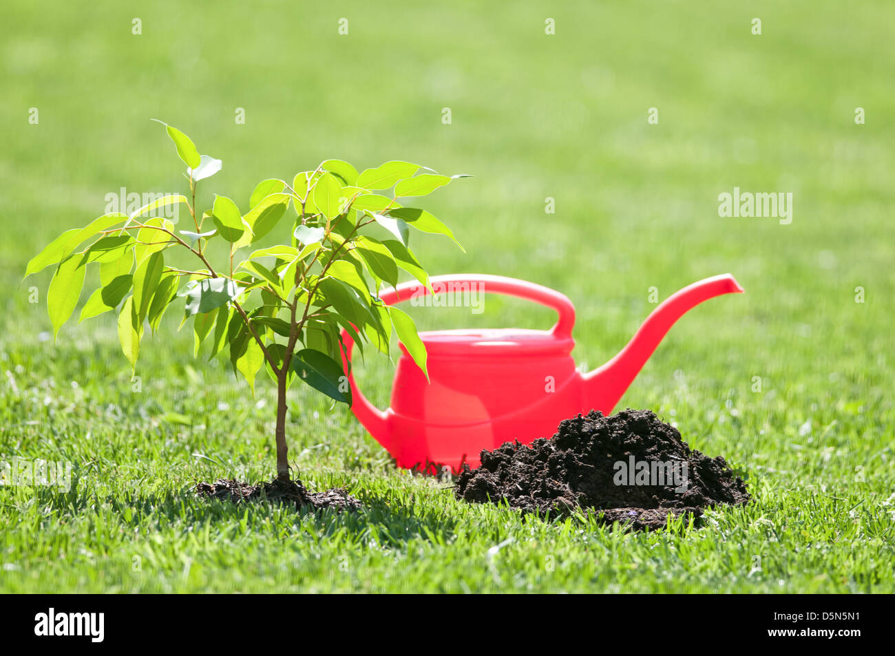 Petit arbre sur pelouse verte Banque D'Images