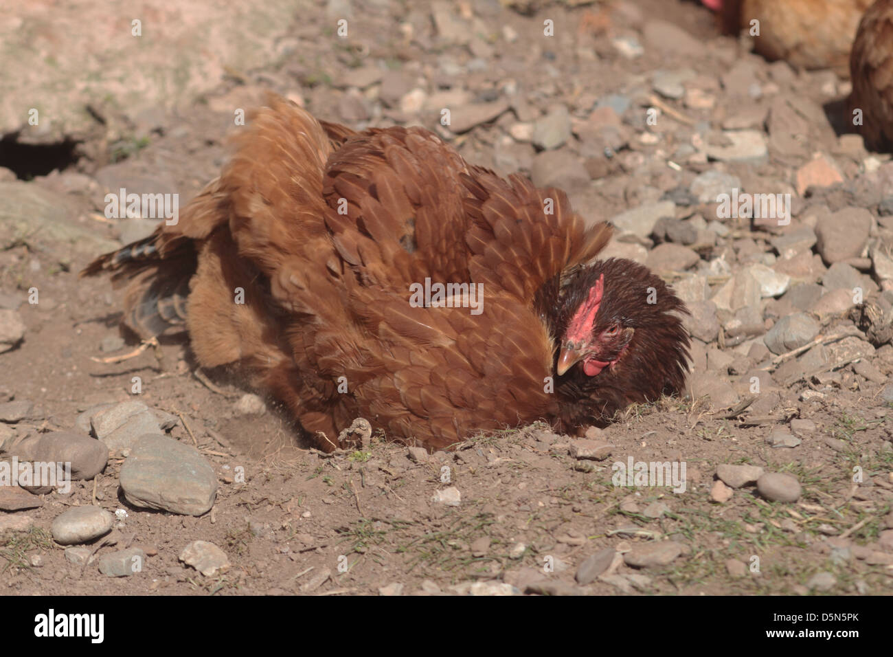 Poussière de poulet le bain. uk Banque D'Images