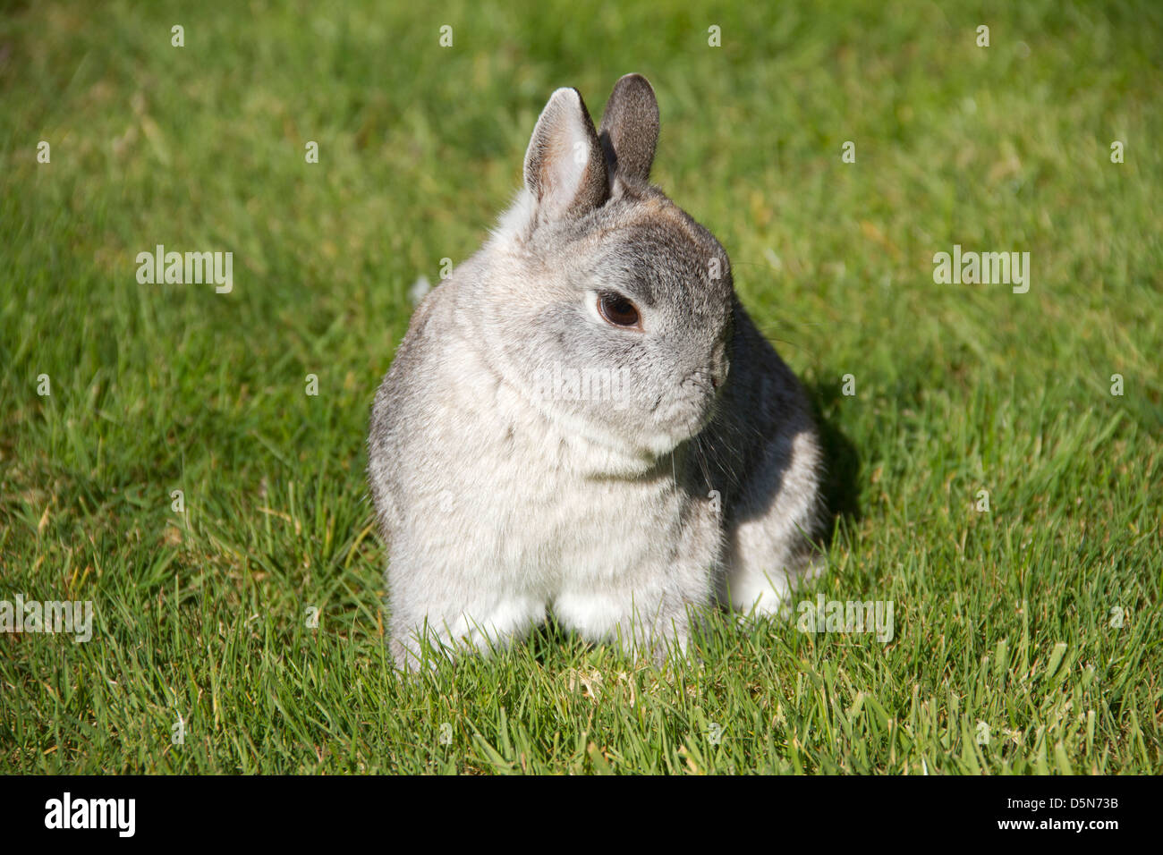 Un lapin nain gris assis sur l'herbe. Banque D'Images