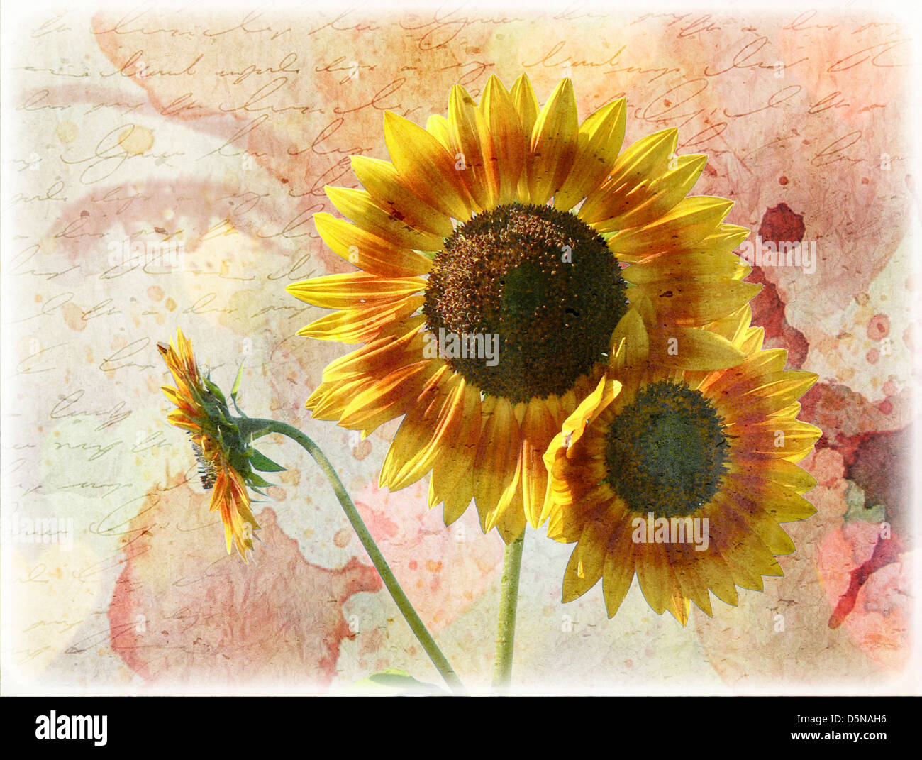 Amélioration de l'image numérique de tournesols superposée à une larme, lettre d'amour et une femme's eye Banque D'Images