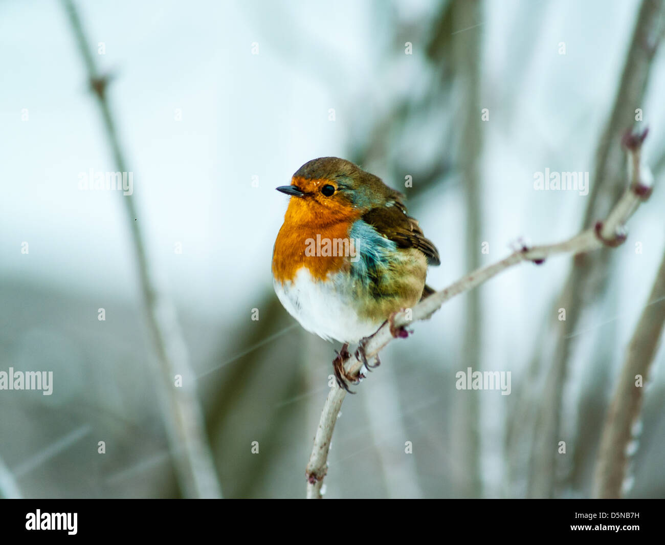 Erithacus rubecula aux abords (Robin) dans beaucoup de neige Banque D'Images