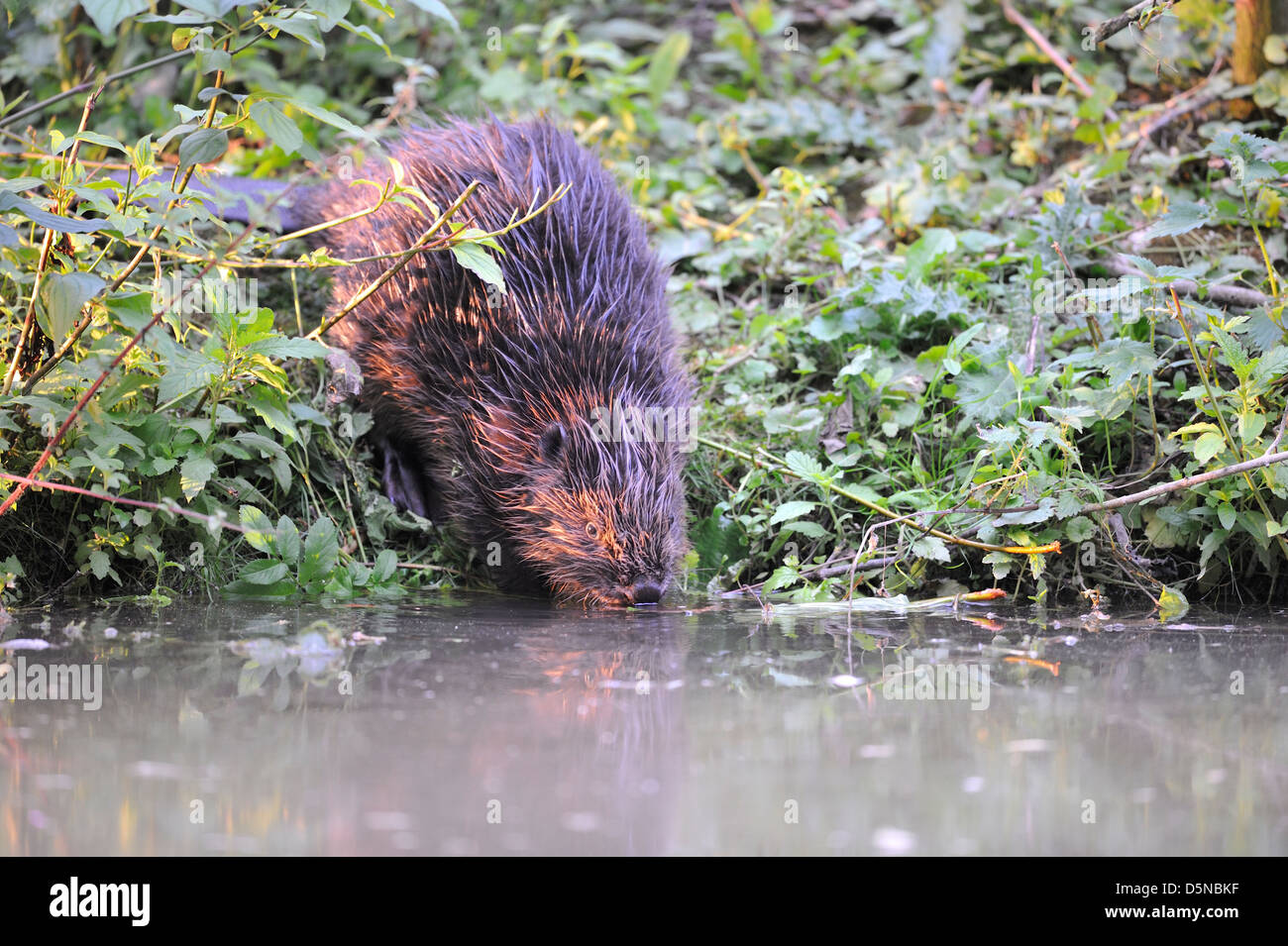 Le Castor d'Eurasie (Castor fiber) les jeunes allant à l'eau en été Banque D'Images