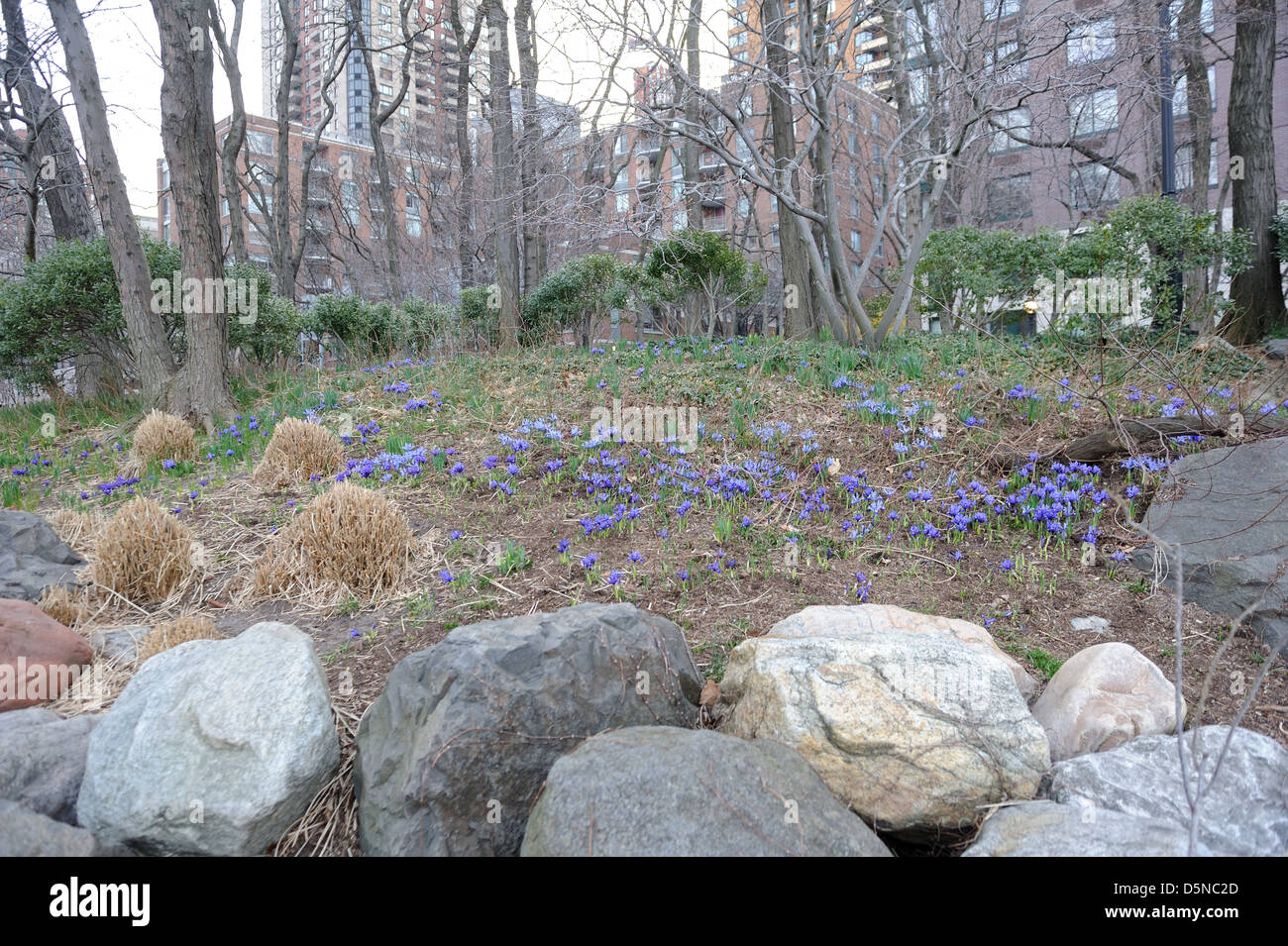 Blooming iris au matin de Pâques dans la région de South Cove, Battery Park City - un quartier de Manhattan. Banque D'Images