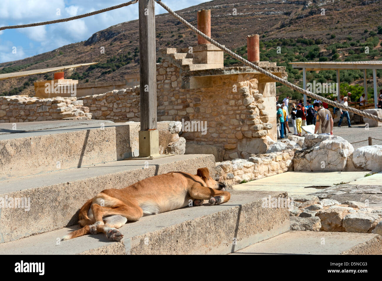 Sleeping Dog dans l'excavation et reconstruit les ruines de l'âge du bronze palais minoen de Cnossos, sur l'île grecque de Crète Banque D'Images