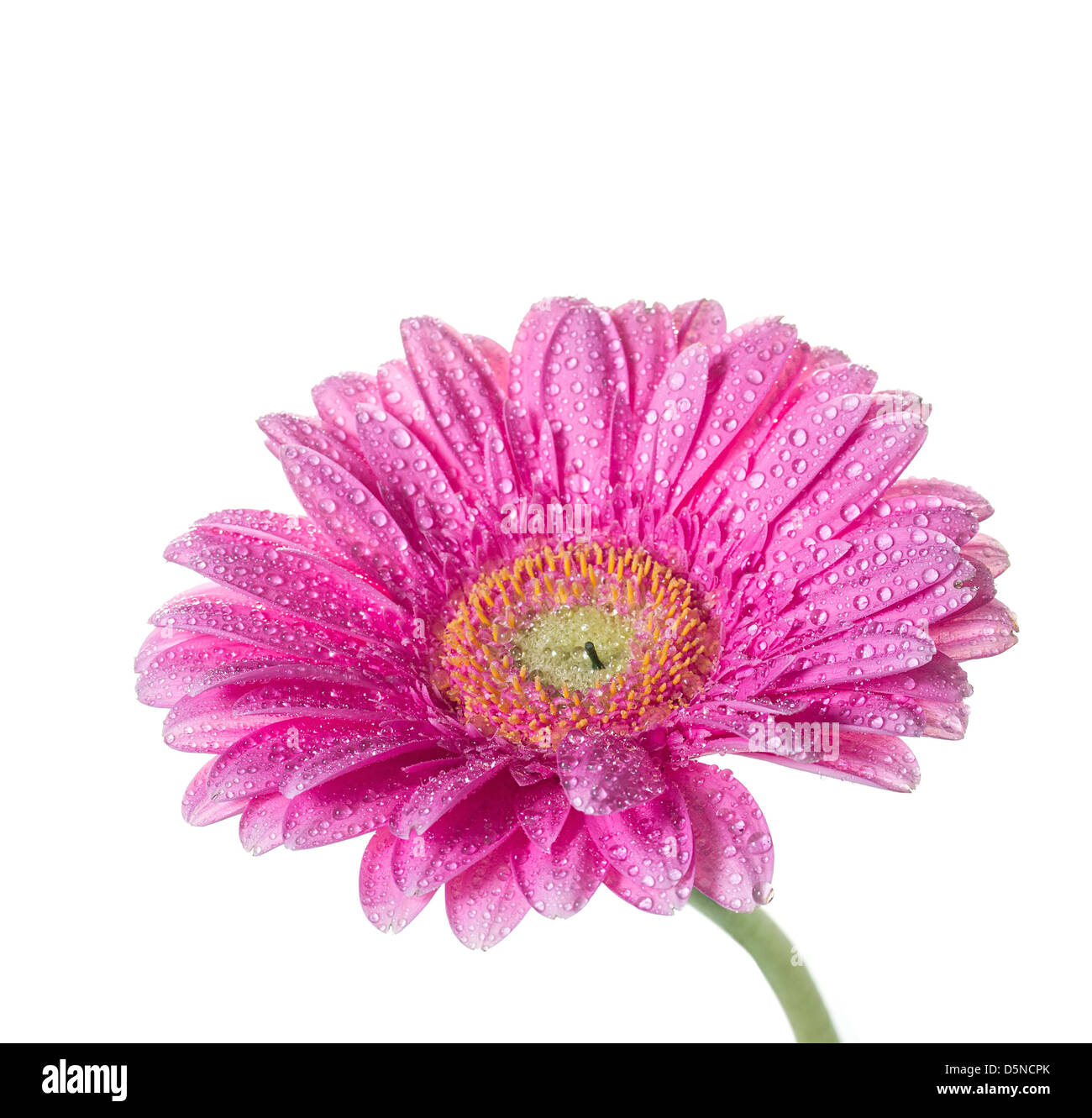 Gerbera rose sur fond blanc Banque D'Images