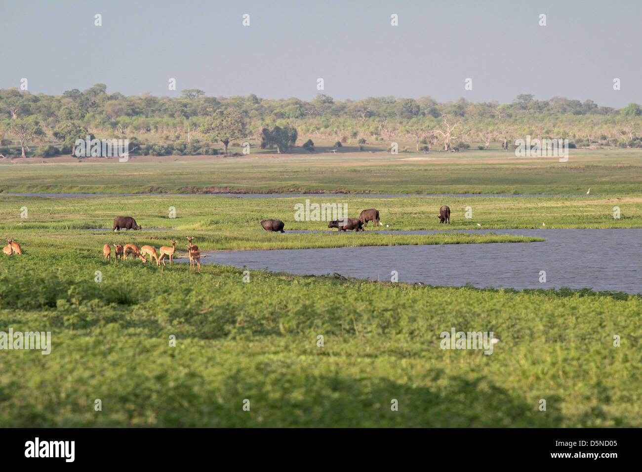 Matin vue sur rivière Chobe avec des antilopes et des buffles, Ihaha Camping, Parc National de Chobe, au Botswana Banque D'Images
