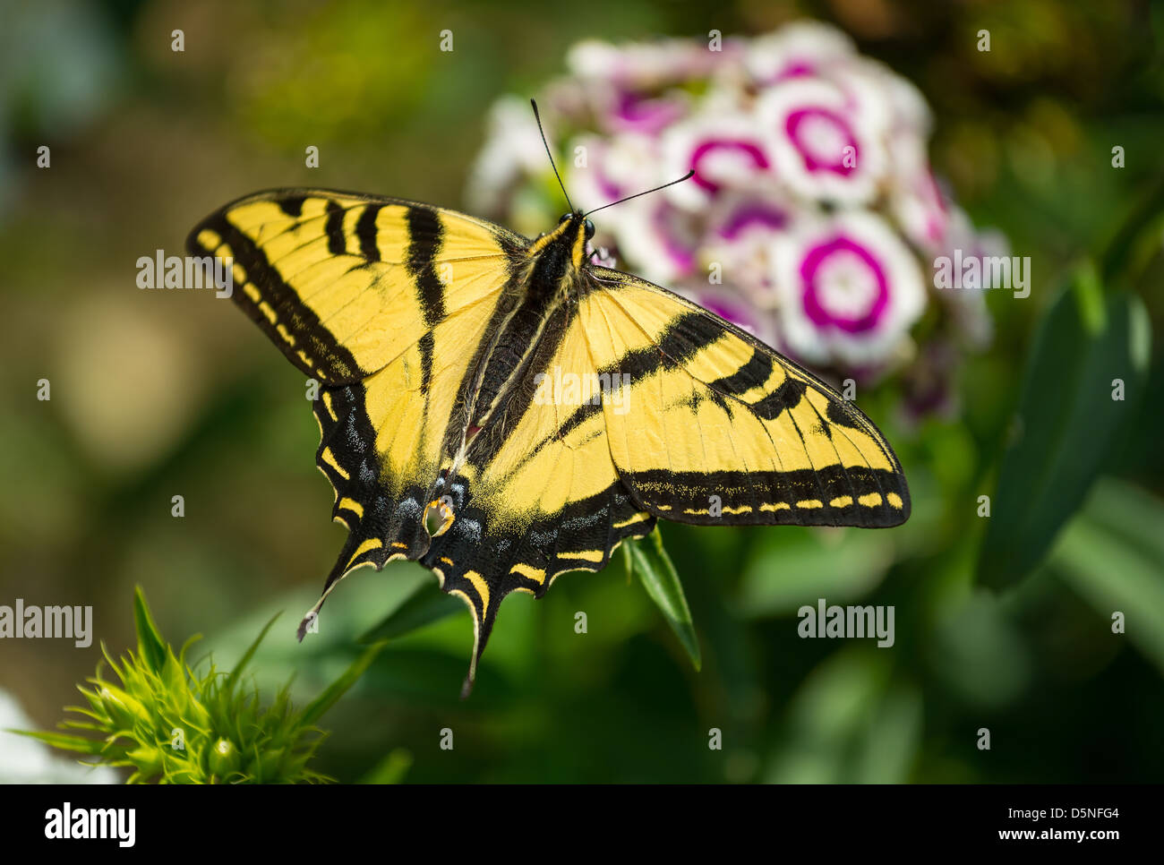 Belle western tiger swallowtail butterfly sur les fleurs de printemps. Banque D'Images