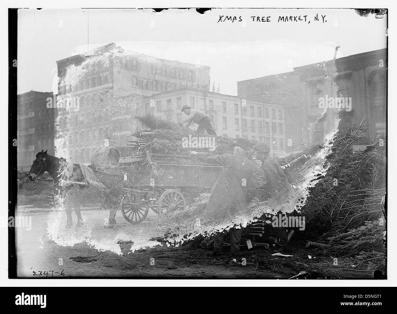 Cette photographie montre un marché d'arbres de Noël à New York dans les années 1910 Des charrettes tirées par des chevaux sont utilisées pour transporter les arbres, reflétant les traditions de vacances du début du XXe siècle dans la ville. Banque D'Images
