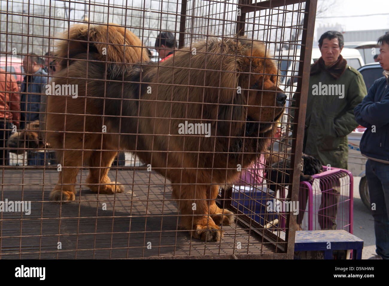 Une pure Tibetan Mastiff est en vente à un chien en marché Bazhou, province de Hebei, Chine. 01-Apr-2013 Banque D'Images