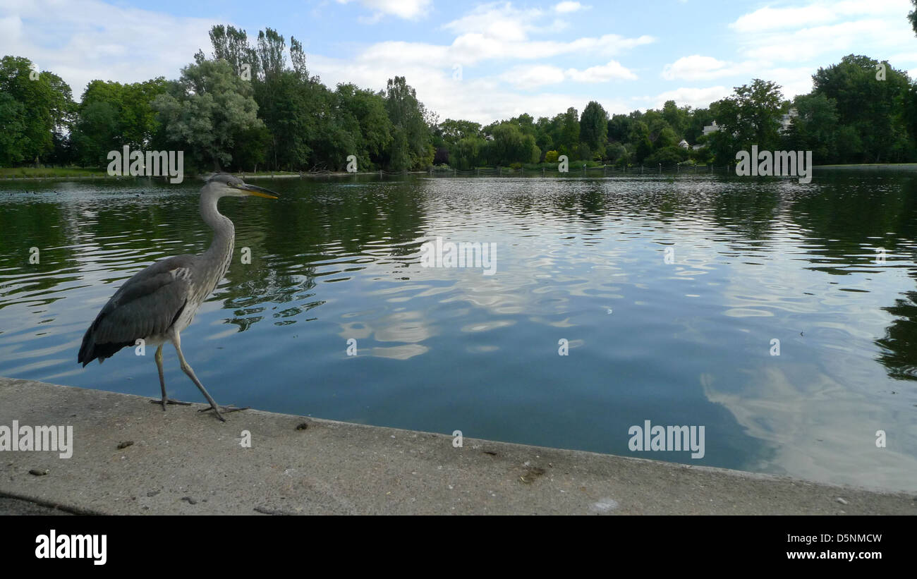 Regent's Park, London, UK. Banque D'Images