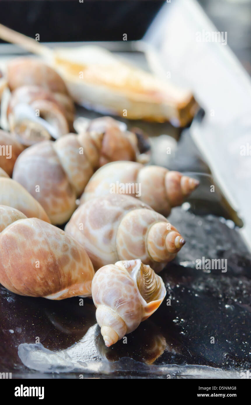 Grillades de shell ( spotted Babylone ) sur plat , plat de fruits de mer Banque D'Images