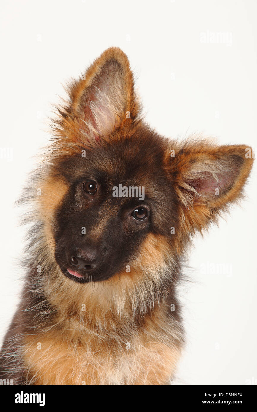 Chien Berger Allemand, chiot, 4 mois alsacien / Banque D'Images