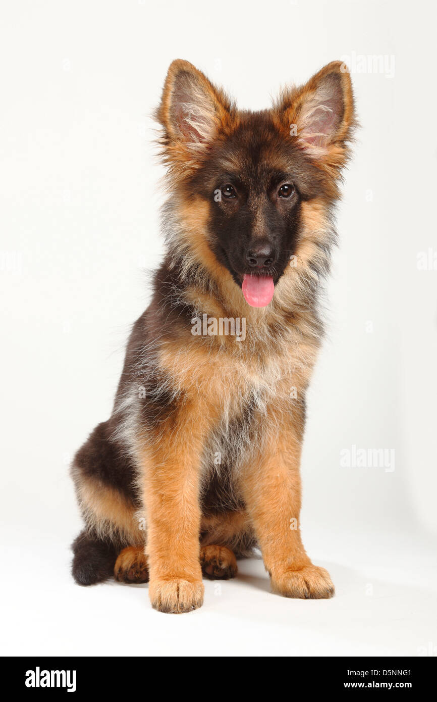 Chien Berger Allemand Chiot 4 Mois Alsacien Banque D