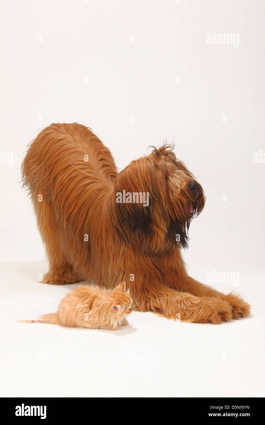 Briard, 1 ans, et un chat domestique, chaton / Berger de Brie, en s'inclinant Banque D'Images