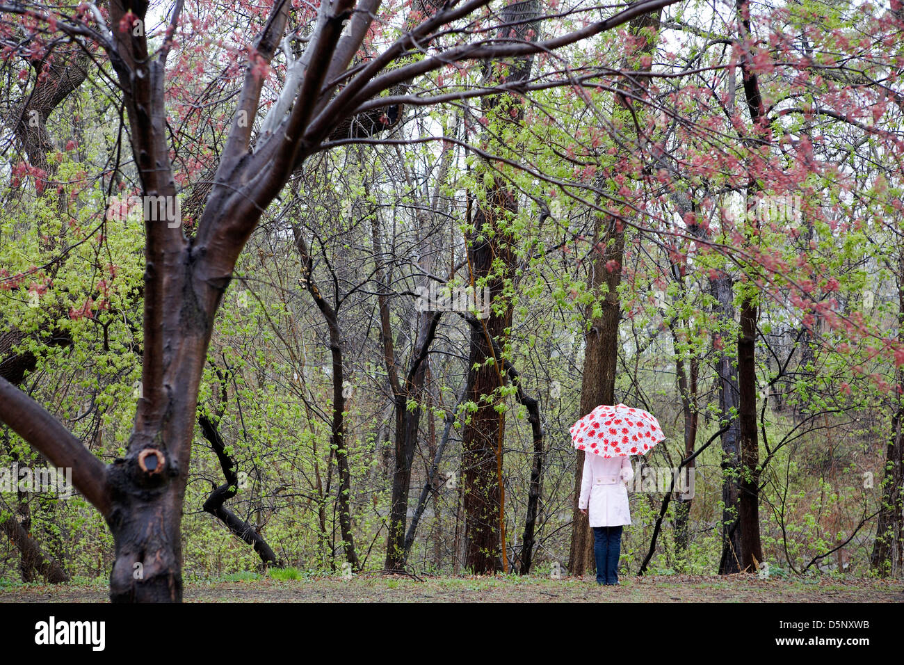 Woman holding umbrella dans Paysage de printemps Banque D'Images