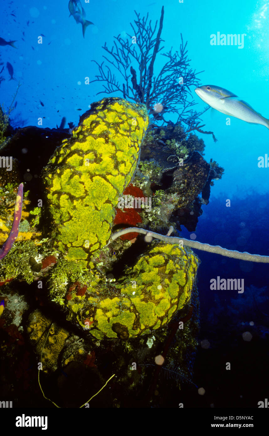 Îles Caïmans Sept 1994 diapositives numériques,Conversions la plongée,Divers,Corail, la photographie sous-marine, les îles Caïmanes,Caraïbes Banque D'Images