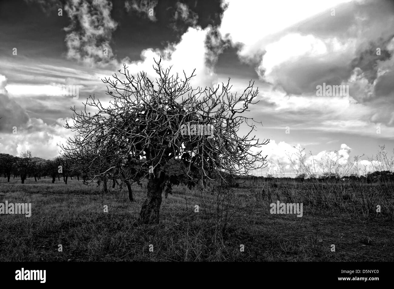 Figuier en région rurale. Santa Inés, Ibiza, Baléares, Espagne Banque D'Images