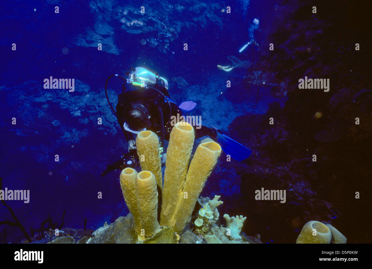 Îles Caïmans Sept 1994 diapositives numériques,Conversions la plongée,Divers,Corail, la photographie sous-marine, les îles Caïmanes,Caraïbes Banque D'Images