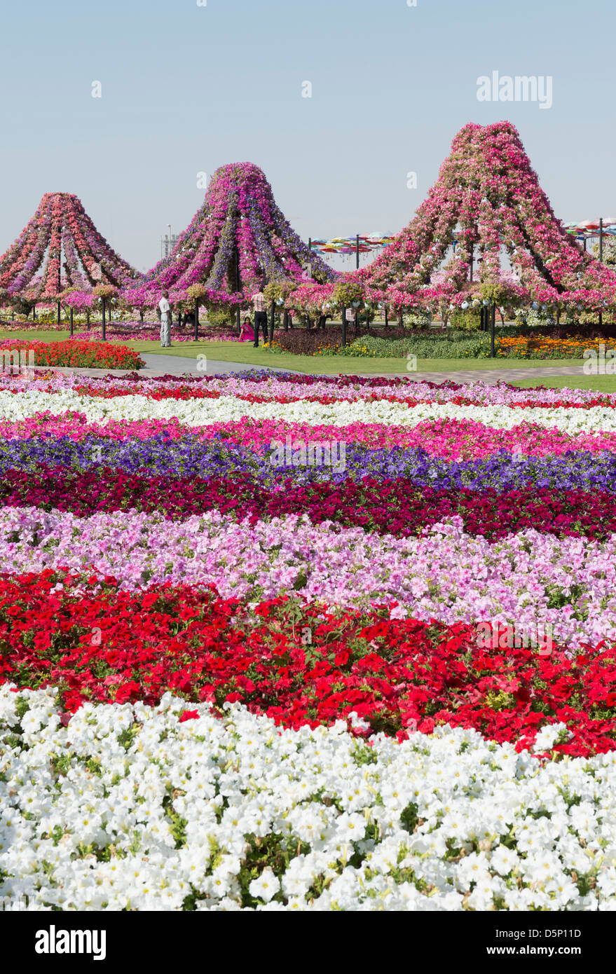 Jardin Miracle à Dubaï, a ouvert ses portes en mars 2013 et a demandé à être plus grand jardin fleuri ; Émirats Arabes Unis Banque D'Images
