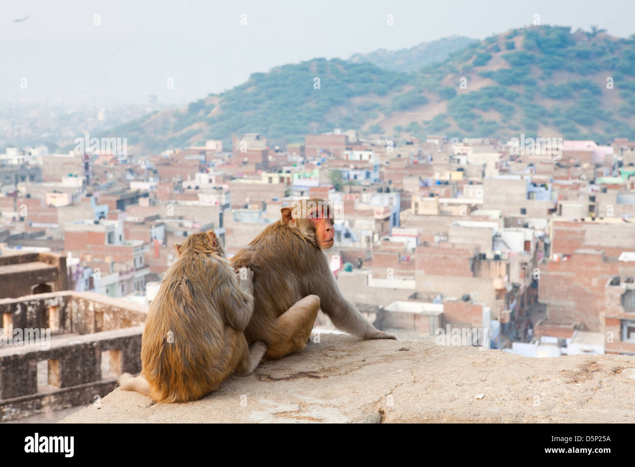 Jaipur, Inde Temple singe Banque D'Images