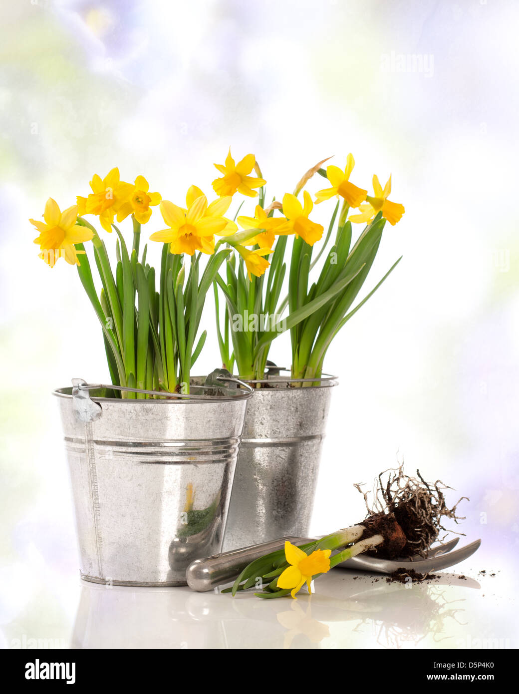 La plantation de bulbes de jonquilles dans des conteneurs sur un fond texturé Banque D'Images