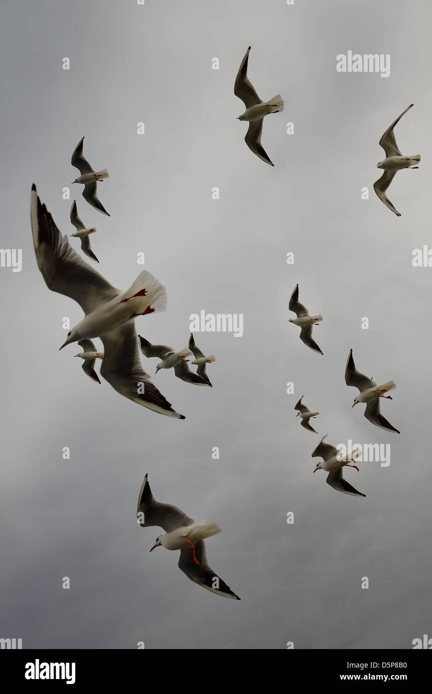 Troupeau de noir commun en plumage d'hiver mouettes volant dans un ciel gris sur un traversier sur les Dardanelles Turquie Banque D'Images
