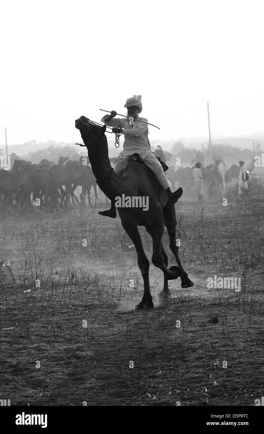 Pushkar Camel Festival, Rajahstan, Inde Banque D'Images
