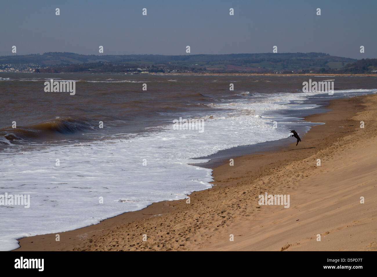 Labrador noir plage Exmouth Devon England UK Banque D'Images