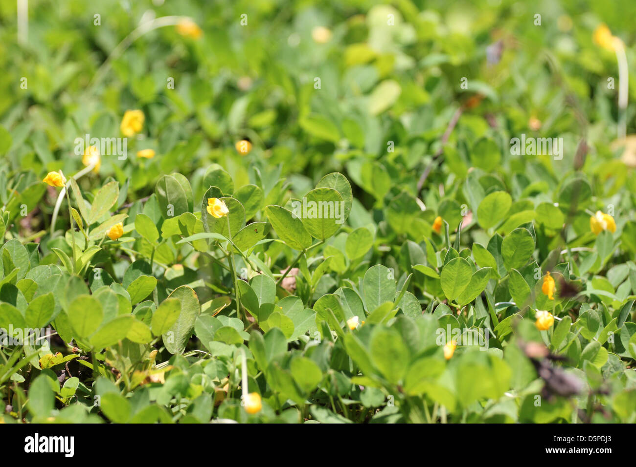 Une petites feuilles vertes dans le jardin. Banque D'Images