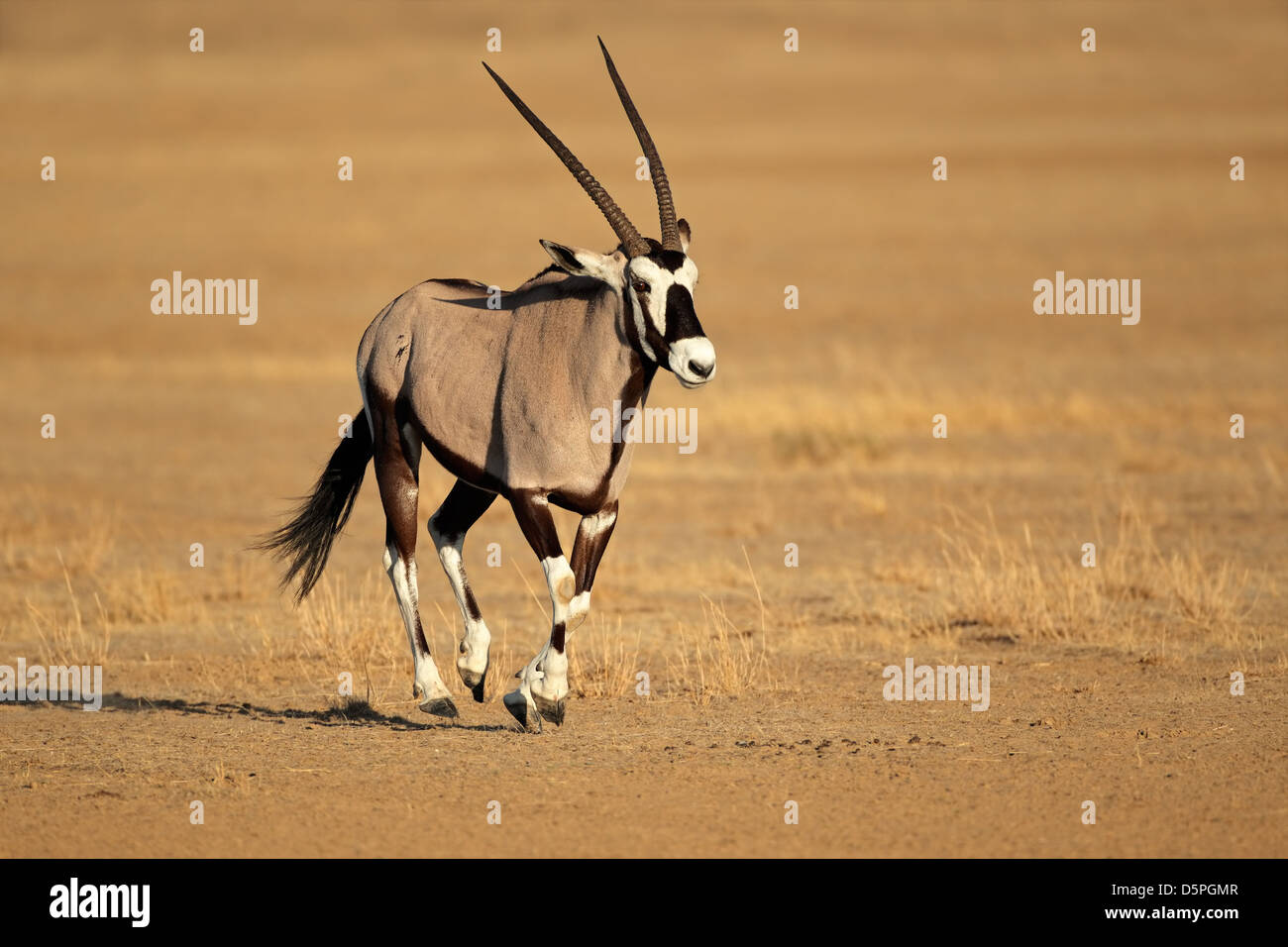 Antilope gemsbok (Oryx gazella) tourne, désert du Kalahari, Afrique du Sud Banque D'Images
