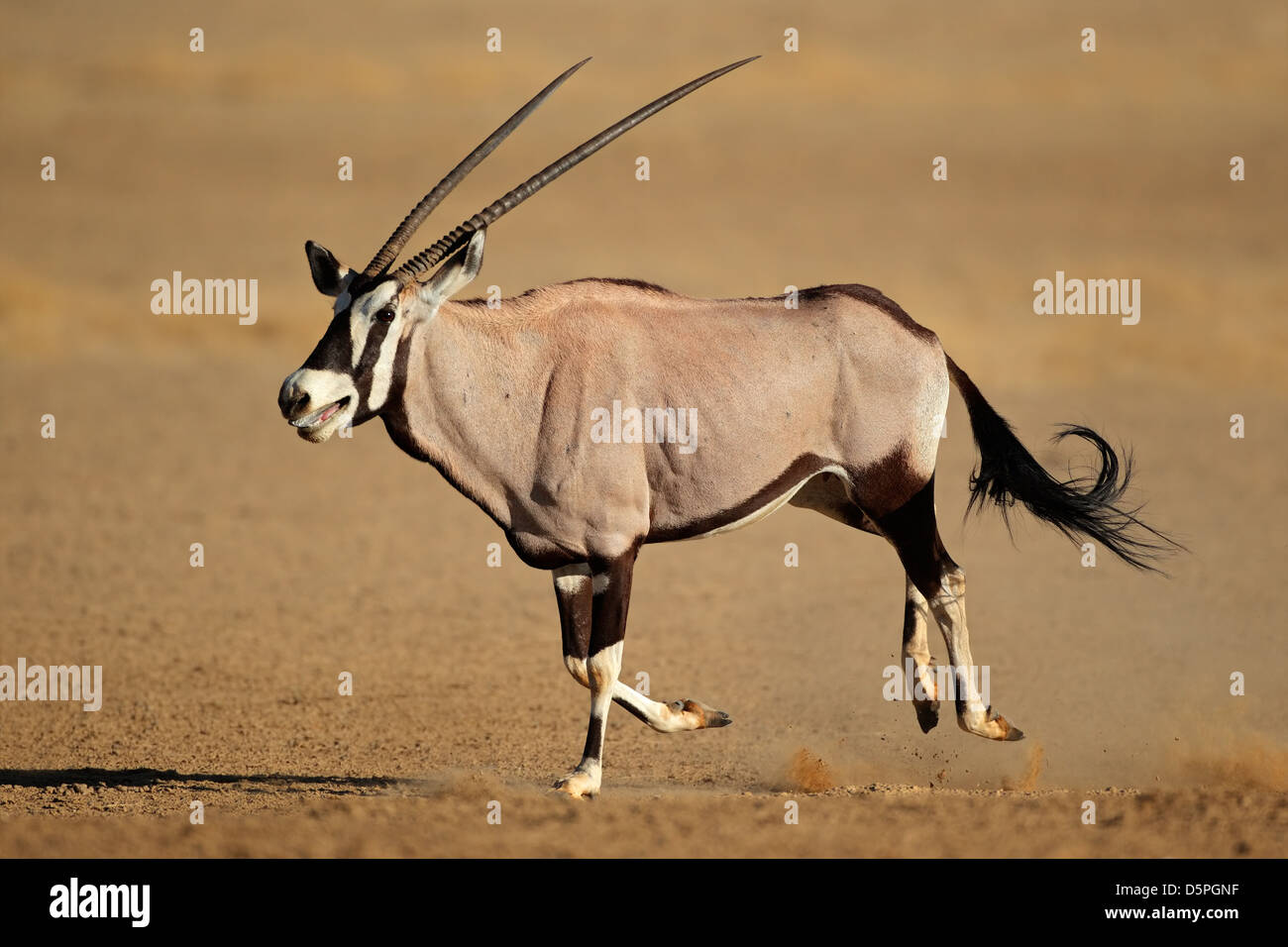 Antilope gemsbok (Oryx gazella) tourne, désert du Kalahari, Afrique du Sud Banque D'Images