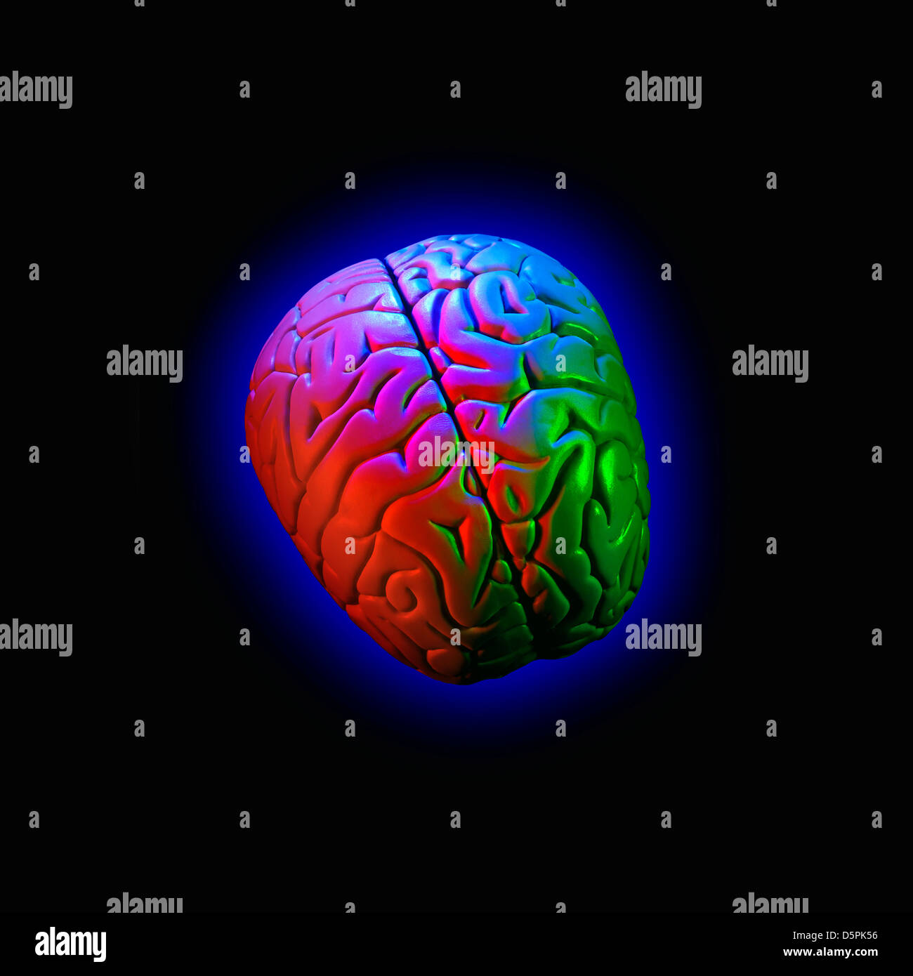 Un cerveau humain modèle lifesize, photographiés avec flash de couleur. Et un peu brillant. Banque D'Images